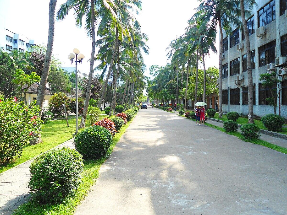 Аллея с пальмами